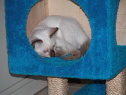 kittens - 071007 32